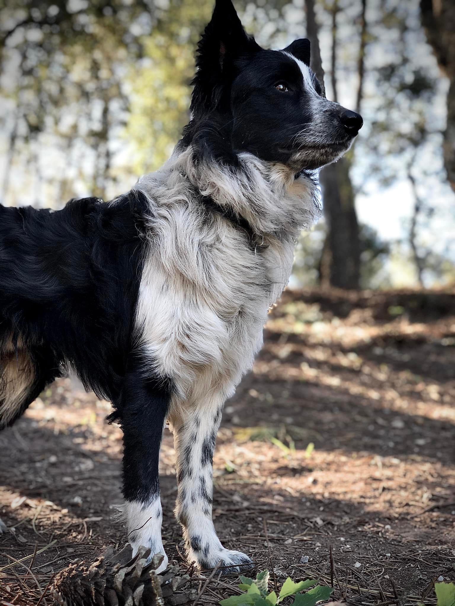 Recreio Canino