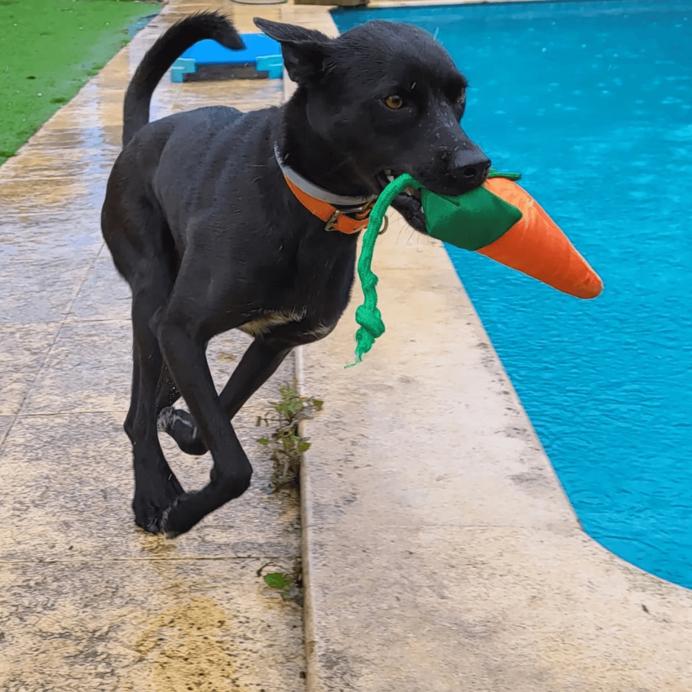 Pet Nanny Paradise Eco Resort