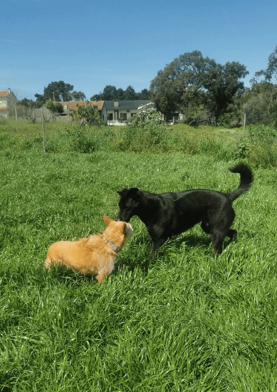 PetSpot Figueira da Foz